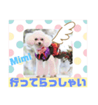Poodle Mimi（個別スタンプ：7）