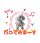 Poodle Mimi（個別スタンプ：8）