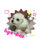 Poodle Mimi（個別スタンプ：9）