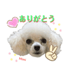 Poodle Mimi（個別スタンプ：10）