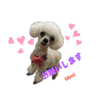 Poodle Mimi（個別スタンプ：11）
