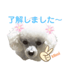 Poodle Mimi（個別スタンプ：13）