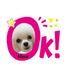 Poodle Mimi（個別スタンプ：14）