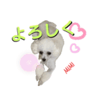 Poodle Mimi（個別スタンプ：15）