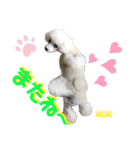 Poodle Mimi（個別スタンプ：16）