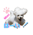 Poodle Mimi（個別スタンプ：17）