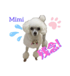 Poodle Mimi（個別スタンプ：18）