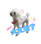 Poodle Mimi（個別スタンプ：19）