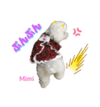 Poodle Mimi（個別スタンプ：20）