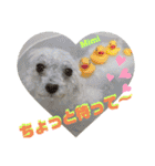 Poodle Mimi（個別スタンプ：21）