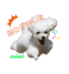 Poodle Mimi（個別スタンプ：22）