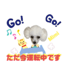 Poodle Mimi（個別スタンプ：23）