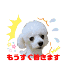 Poodle Mimi（個別スタンプ：24）