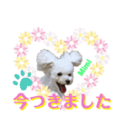 Poodle Mimi（個別スタンプ：25）