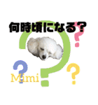 Poodle Mimi（個別スタンプ：26）