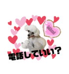Poodle Mimi（個別スタンプ：28）