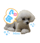 Poodle Mimi（個別スタンプ：31）