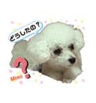 Poodle Mimi（個別スタンプ：32）