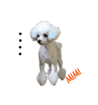 Poodle Mimi（個別スタンプ：34）