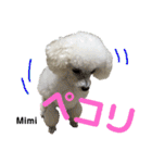 Poodle Mimi（個別スタンプ：35）