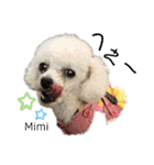 Poodle Mimi（個別スタンプ：36）
