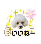 Poodle Mimi（個別スタンプ：37）