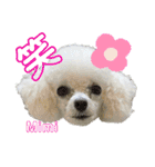 Poodle Mimi（個別スタンプ：38）