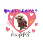 Poodle Mimi（個別スタンプ：39）