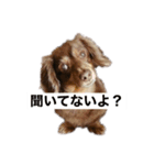 2匹のミニチュアダックス♡（個別スタンプ：2）
