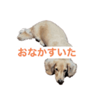 2匹のミニチュアダックス♡（個別スタンプ：3）