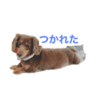 2匹のミニチュアダックス♡（個別スタンプ：4）