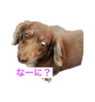 2匹のミニチュアダックス♡（個別スタンプ：6）