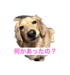 2匹のミニチュアダックス♡（個別スタンプ：7）