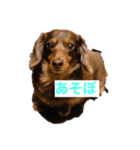 2匹のミニチュアダックス♡（個別スタンプ：8）