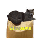 ねこのふく（個別スタンプ：5）