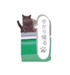 ねこのふく（個別スタンプ：9）