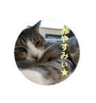 猫好きが猫好きのために作ったスタンプ1（個別スタンプ：5）