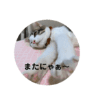 猫好きが猫好きのために作ったスタンプ1（個別スタンプ：6）