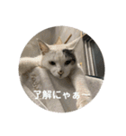 猫好きが猫好きのために作ったスタンプ1（個別スタンプ：8）