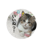 猫好きが猫好きのために作ったスタンプ1（個別スタンプ：9）