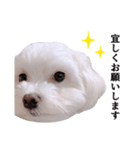 毎日白い犬4（個別スタンプ：10）