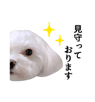 毎日白い犬4（個別スタンプ：12）