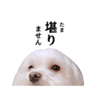 毎日白い犬4（個別スタンプ：22）