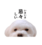 毎日白い犬4（個別スタンプ：23）