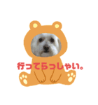 クッキーの一言・2（個別スタンプ：4）