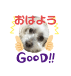 クッキーの一言・2（個別スタンプ：6）