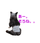 wanko⑦チャイクレとちわわイベント他（個別スタンプ：1）