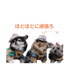 wanko⑦チャイクレとちわわイベント他（個別スタンプ：5）