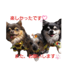 wanko⑦チャイクレとちわわイベント他（個別スタンプ：7）
