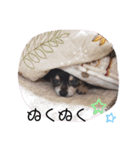 可愛いチワワのぴーちゃん（個別スタンプ：36）